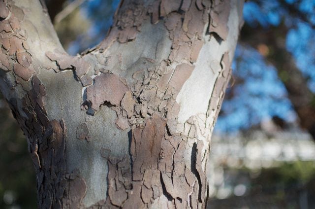 Photo of tree bark