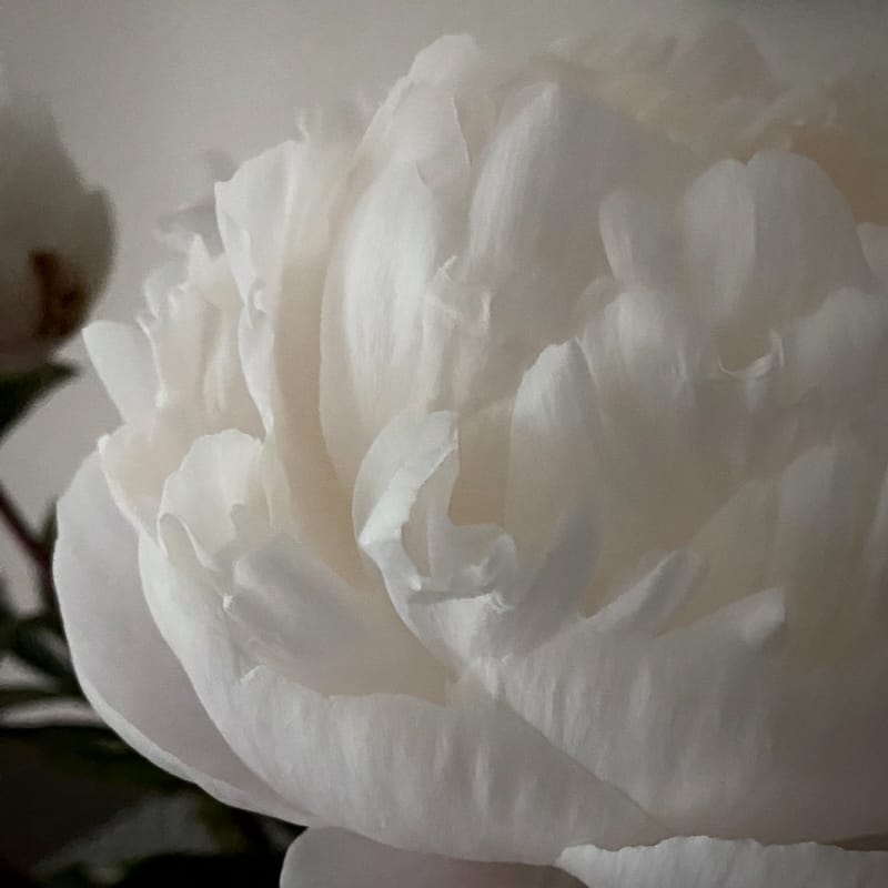 A soft, close-up, black-and-white photo of a white peony that has just reached the point of being fully open.